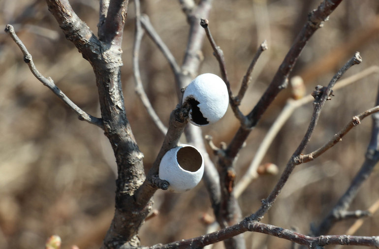 点击查看原图大小