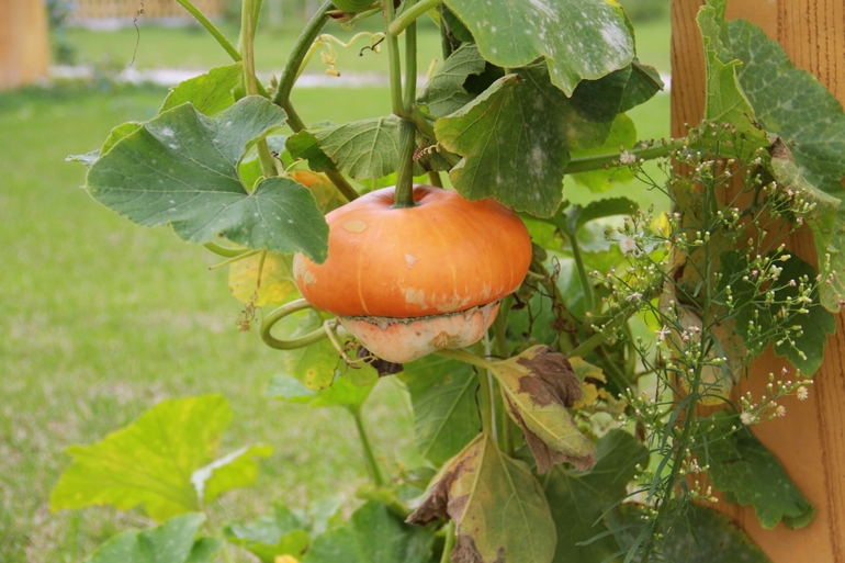 点击查看原图大小