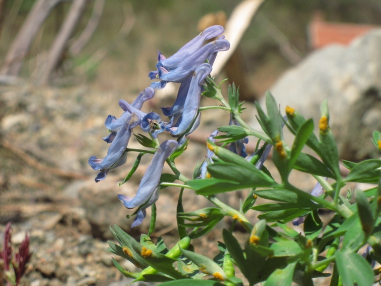 点击查看原图大小