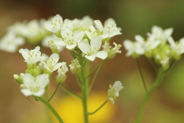 点击查看原图大小