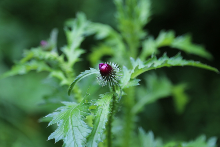 点击查看原图大小