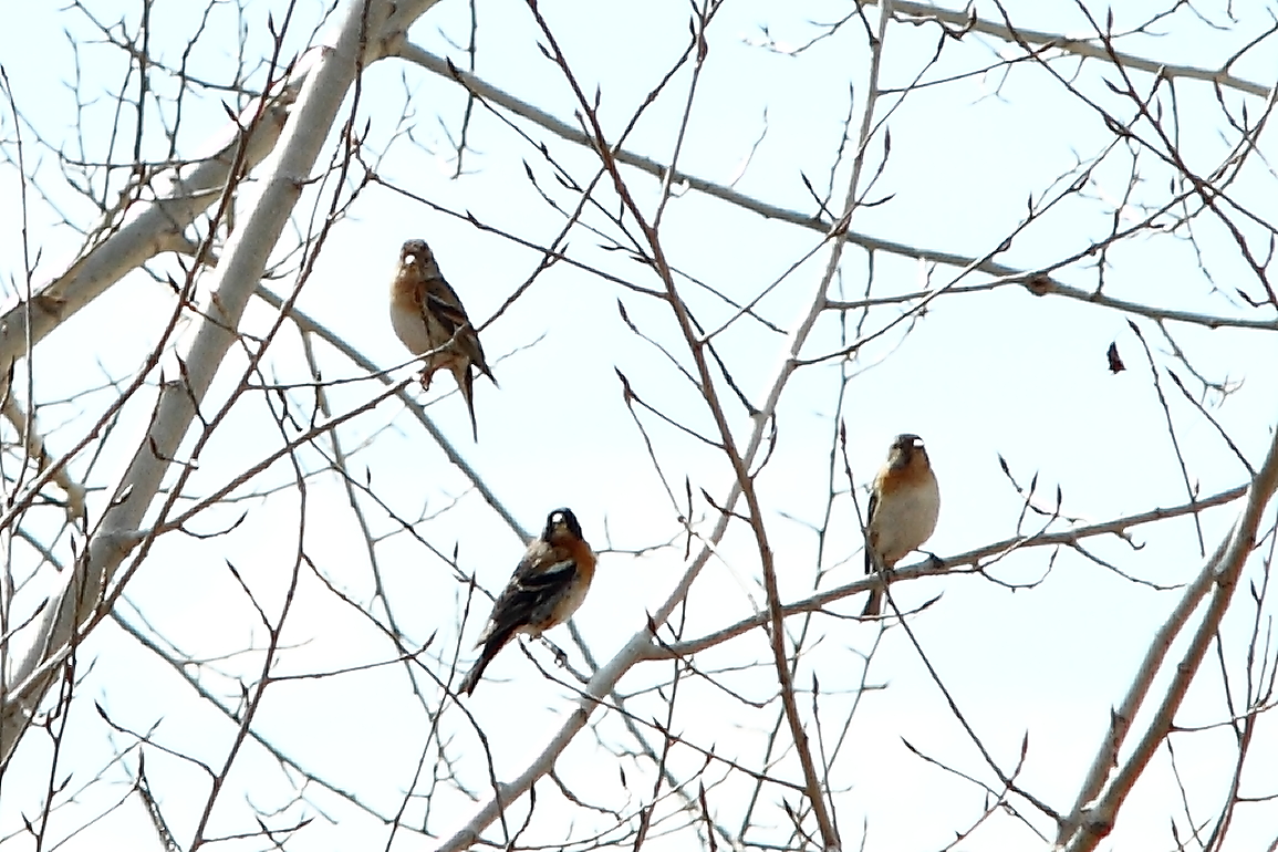 点击查看原图大小