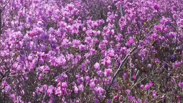 点击查看原图大小