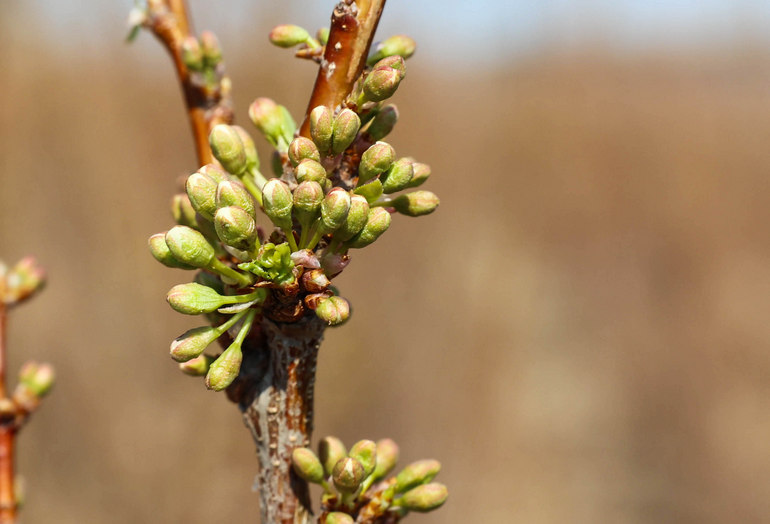 点击查看原图大小