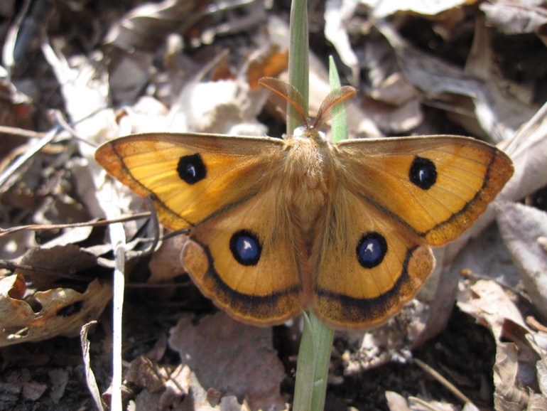 点击查看原图大小