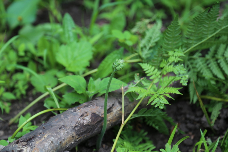 点击查看原图大小
