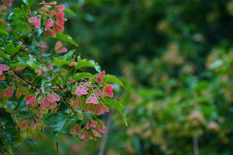 点击查看原图大小