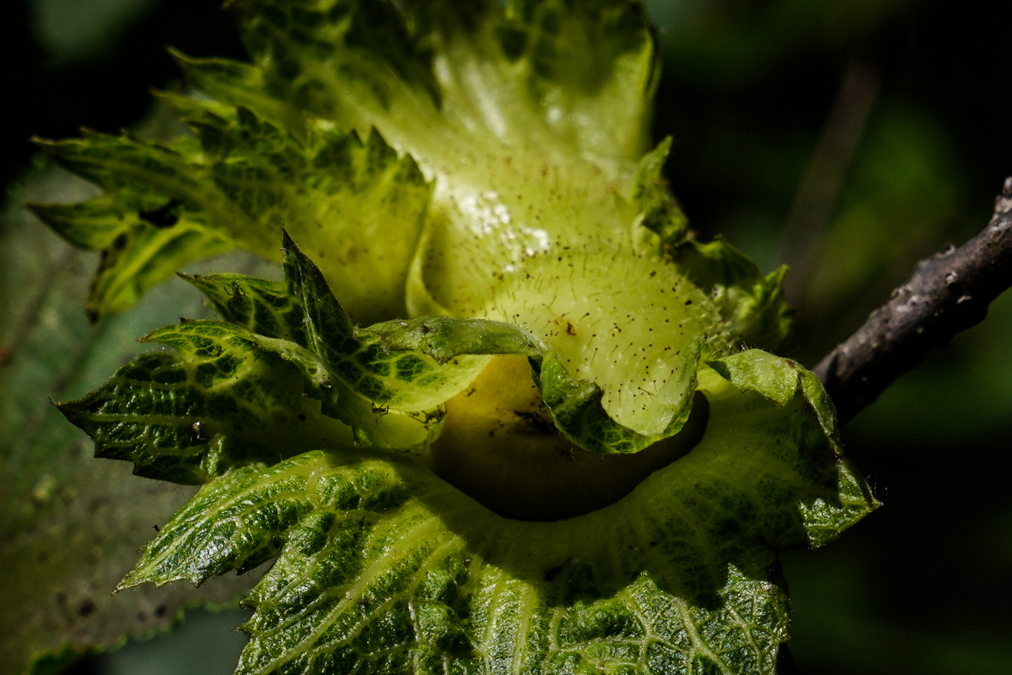 点击查看原图大小