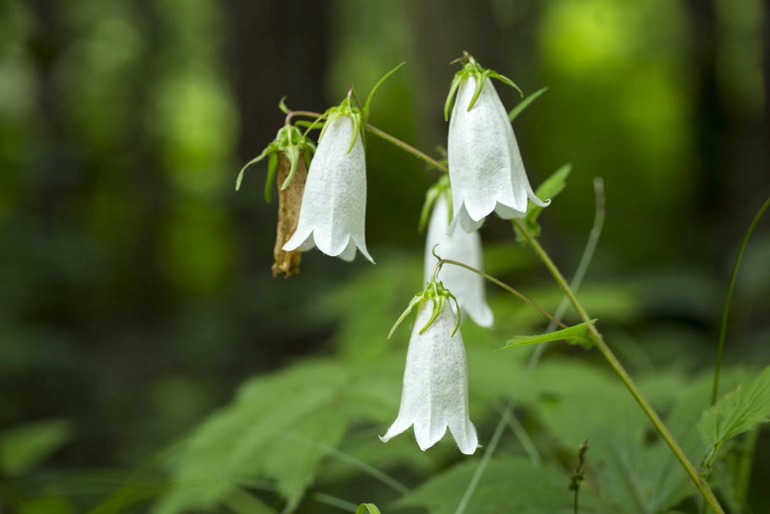 点击查看原图大小