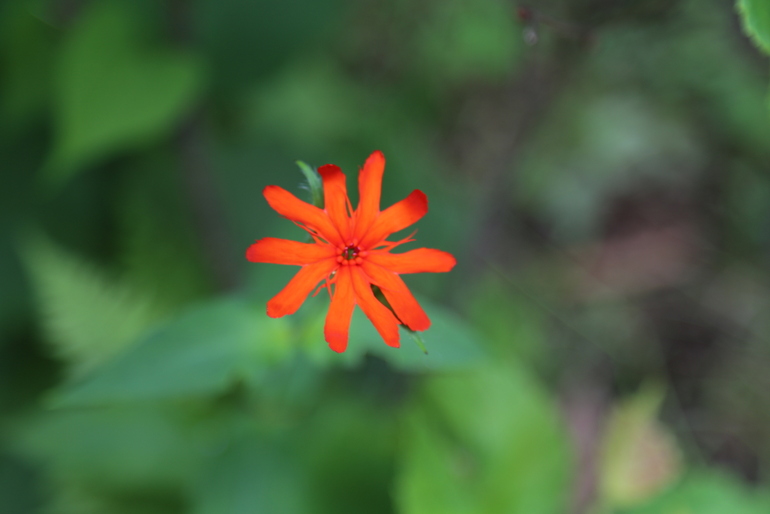 点击查看原图大小