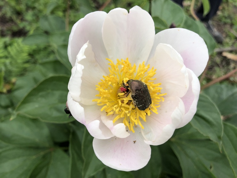 点击查看原图大小