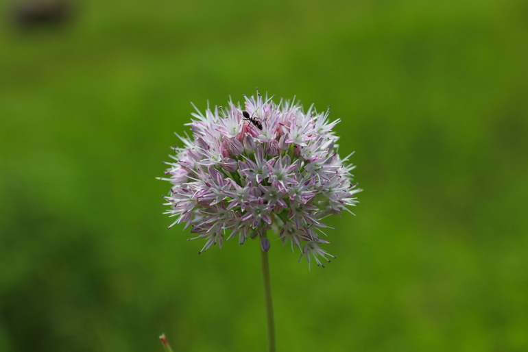 点击查看原图大小