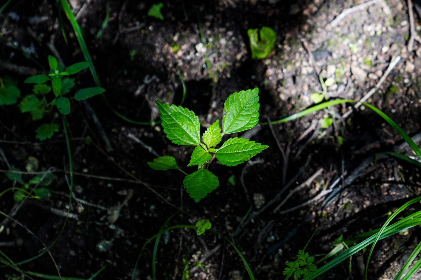 点击查看原图大小