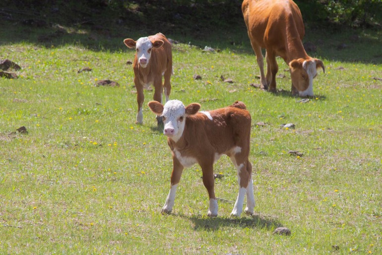 点击查看原图大小