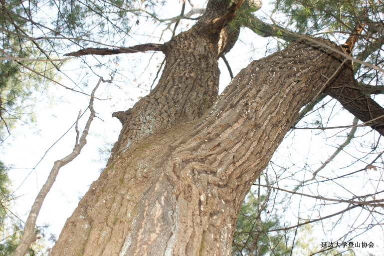 点击查看原图大小