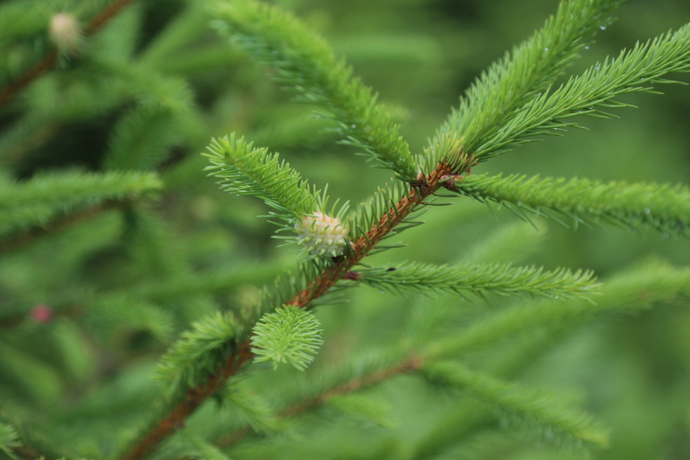 点击查看原图大小