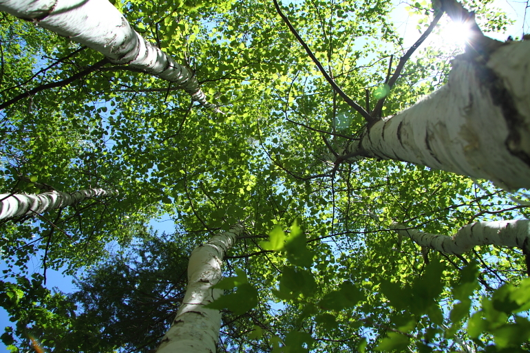 点击查看原图大小