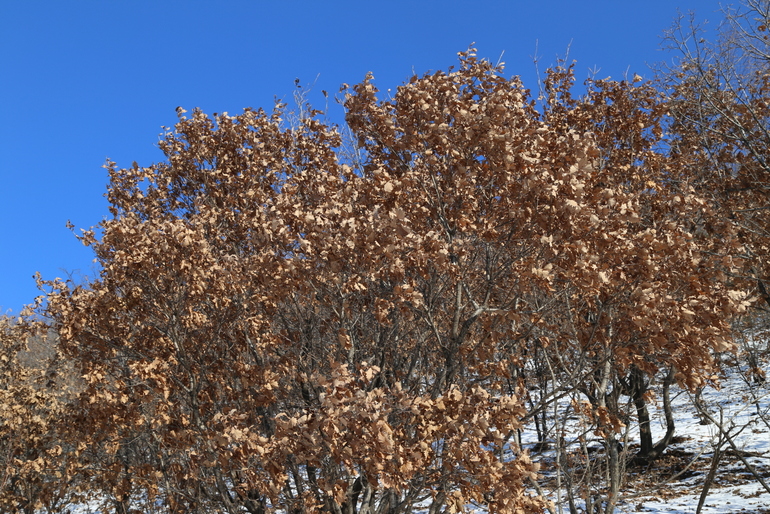 点击查看原图大小