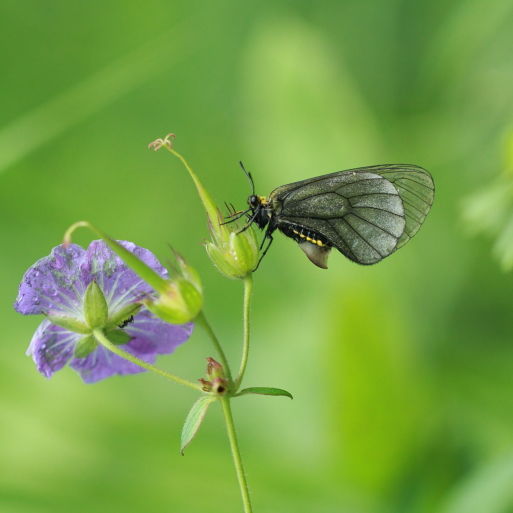 点击查看原图大小