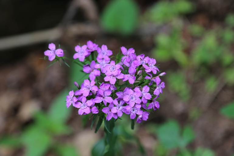 点击查看原图大小