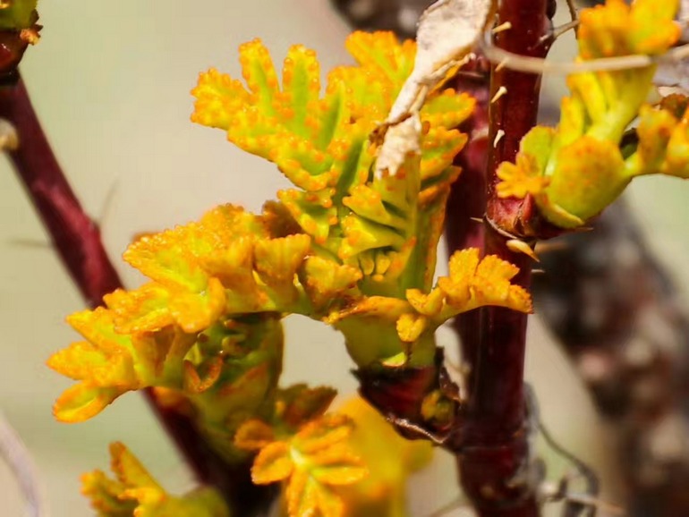 点击查看原图大小