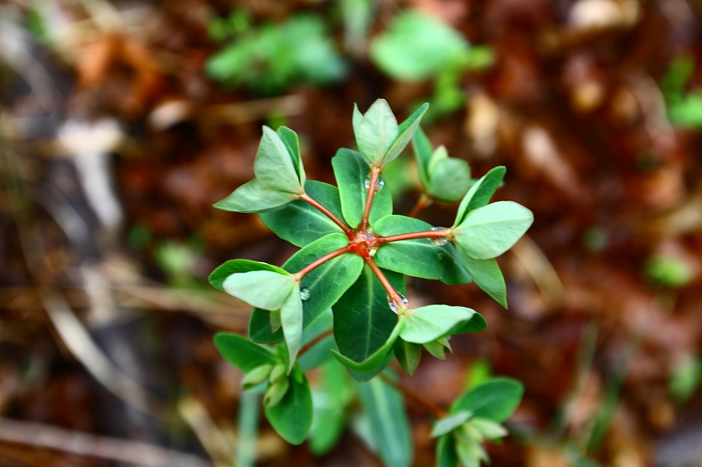 点击查看原图大小