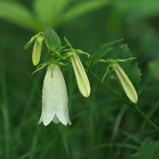 点击查看原图大小