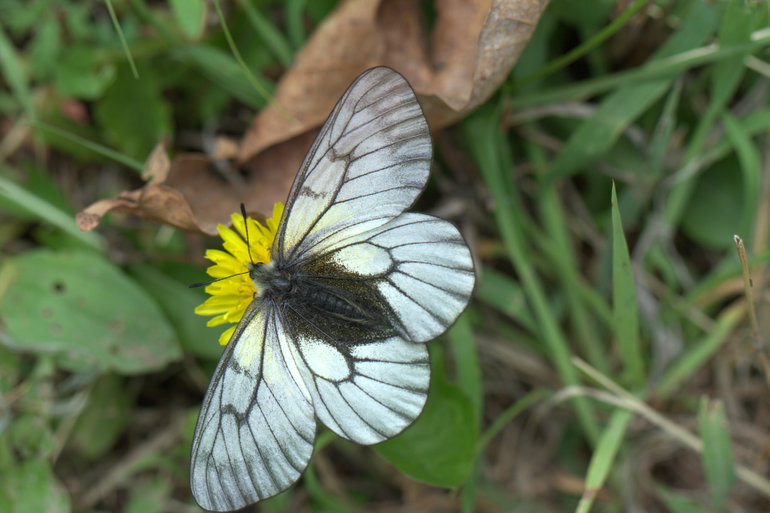 点击查看原图大小