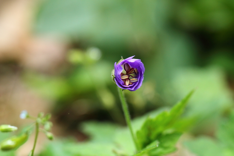 点击查看原图大小