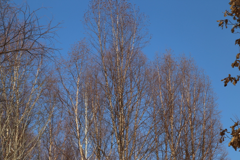 点击查看原图大小