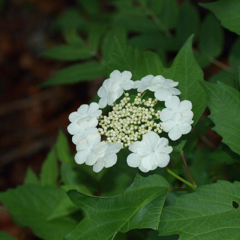 点击查看原图大小