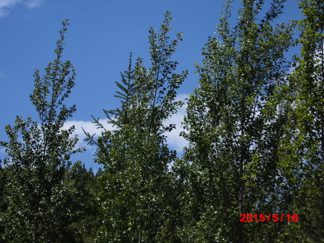 点击查看原图大小