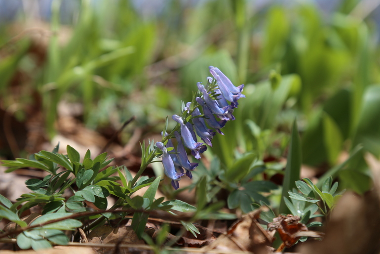 点击查看原图大小