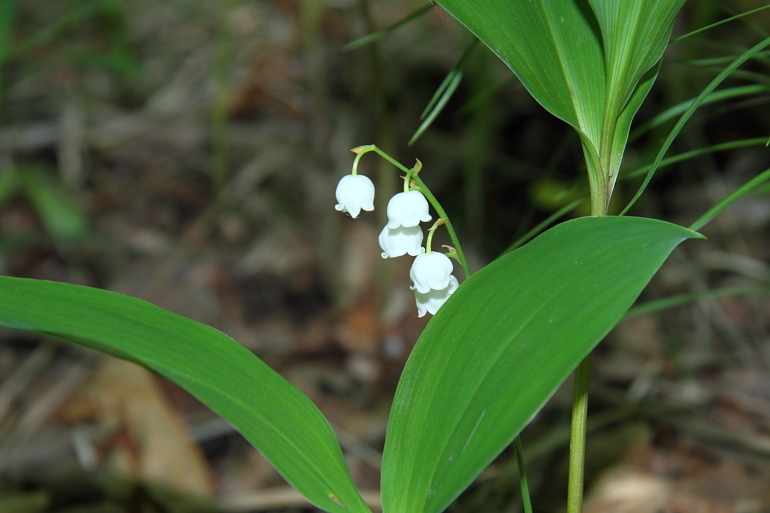 点击查看原图大小