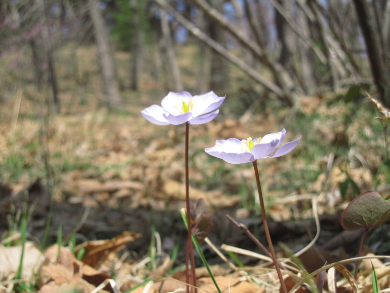 点击查看原图大小