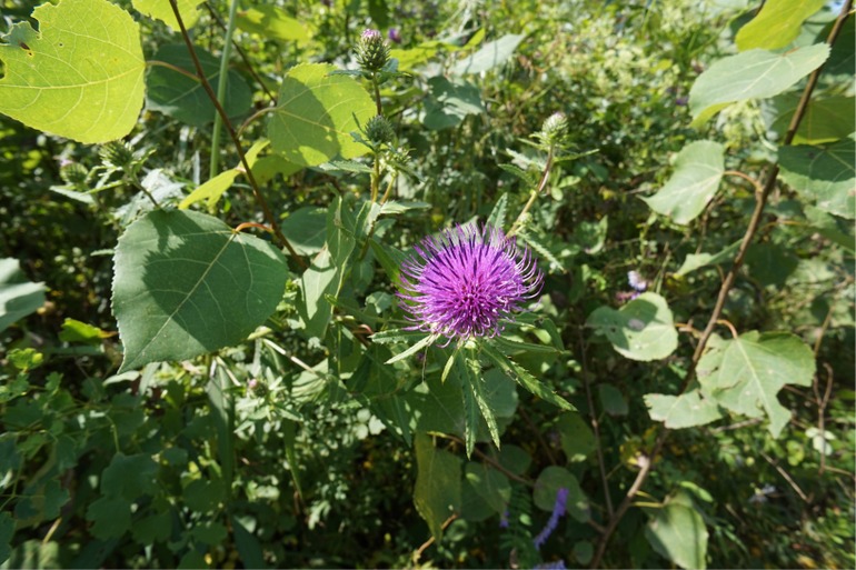 点击查看原图大小