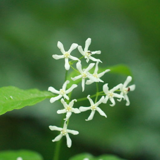 点击查看原图大小