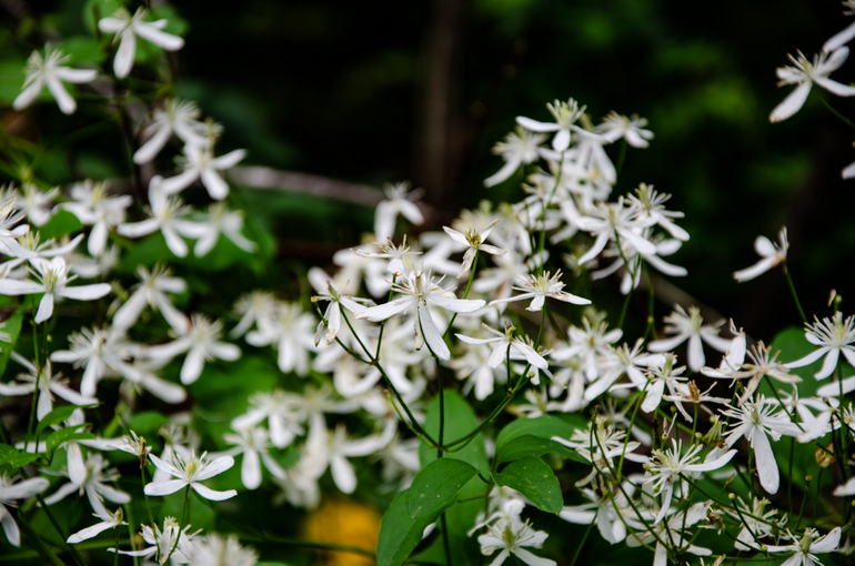 点击查看原图大小