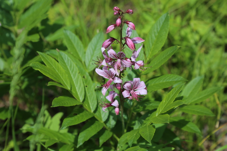 点击查看原图大小
