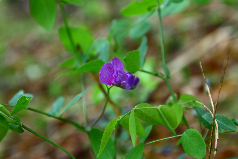 点击查看原图大小