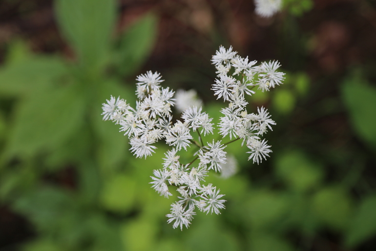 点击查看原图大小