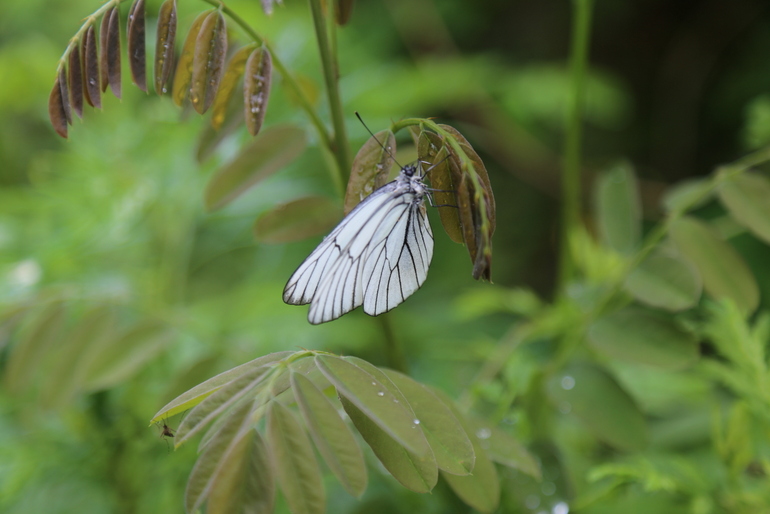 点击查看原图大小