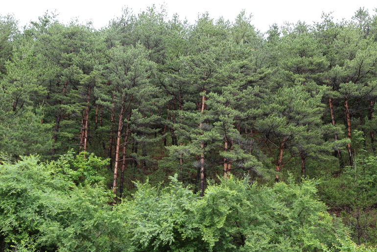 点击查看原图大小