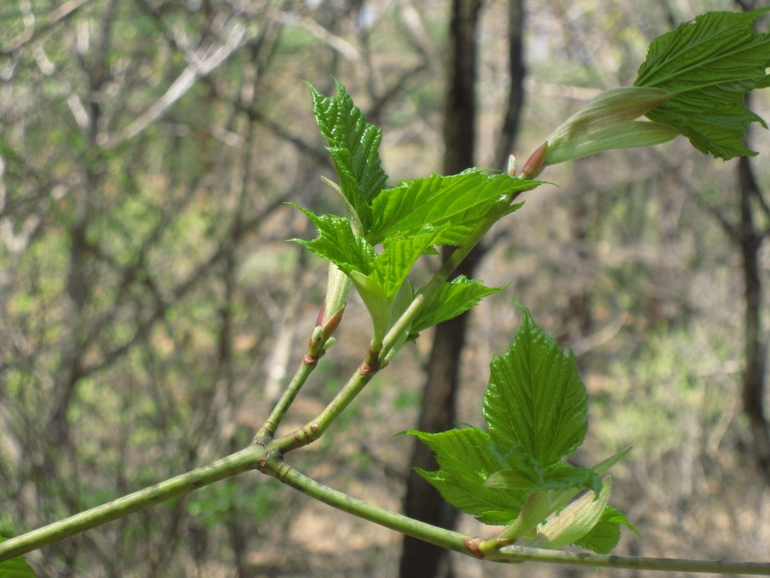 点击查看原图大小