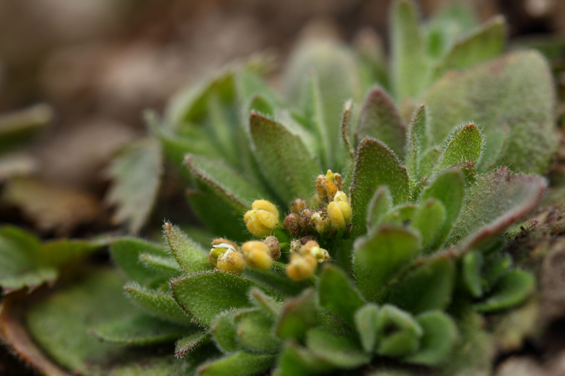 点击查看原图大小