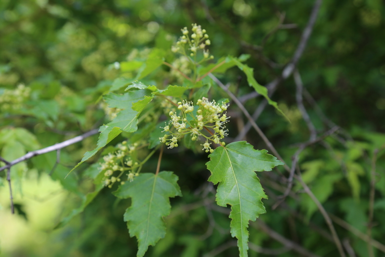 点击查看原图大小