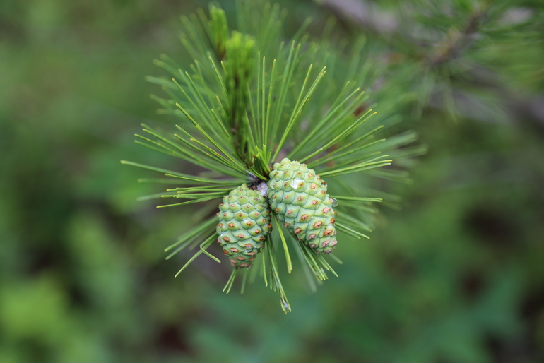 点击查看原图大小