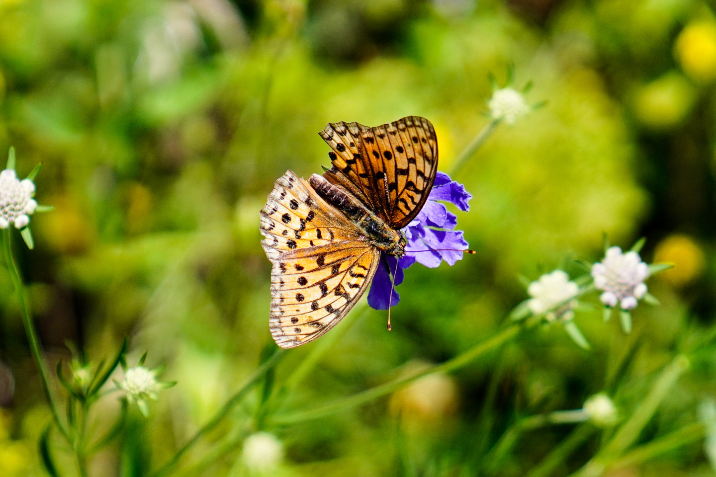 点击查看原图大小