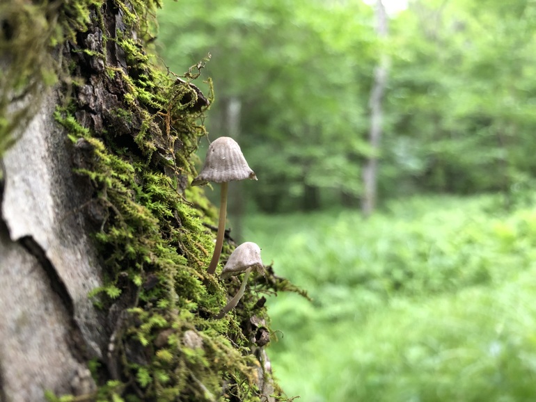 点击查看原图大小