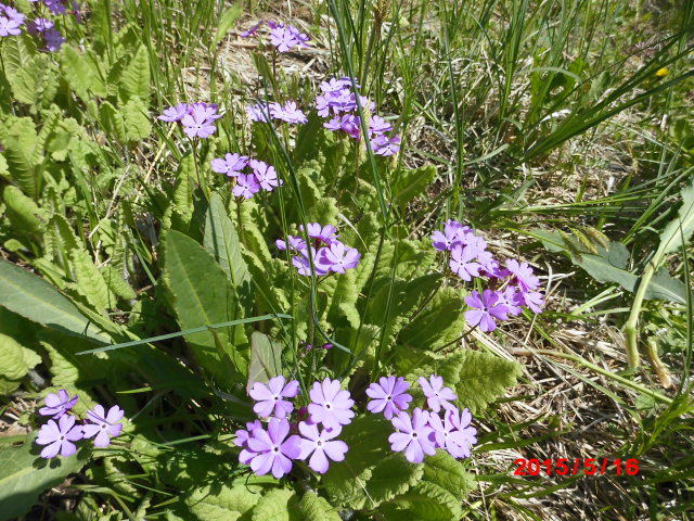 点击查看原图大小